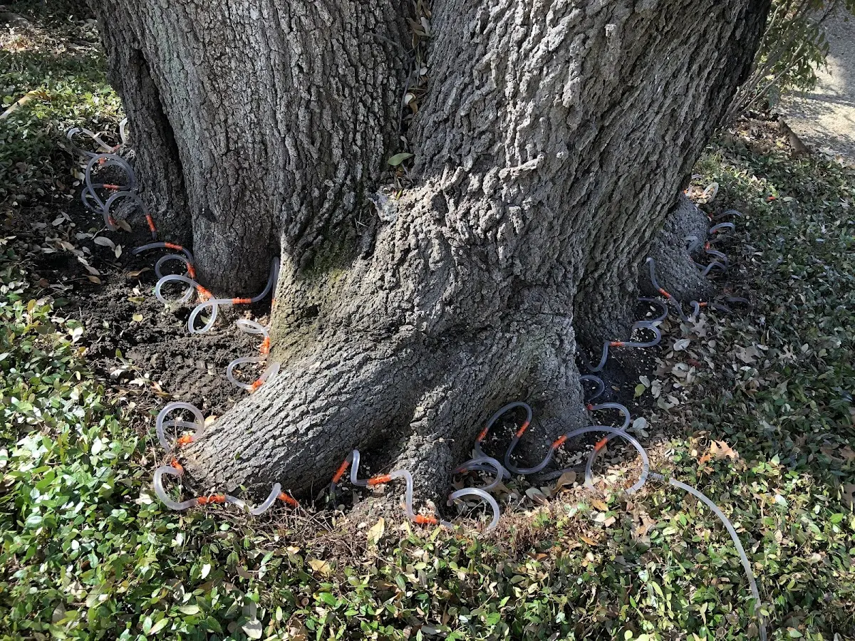Detailed Tree Cabling and Bracing job site in Richeyville