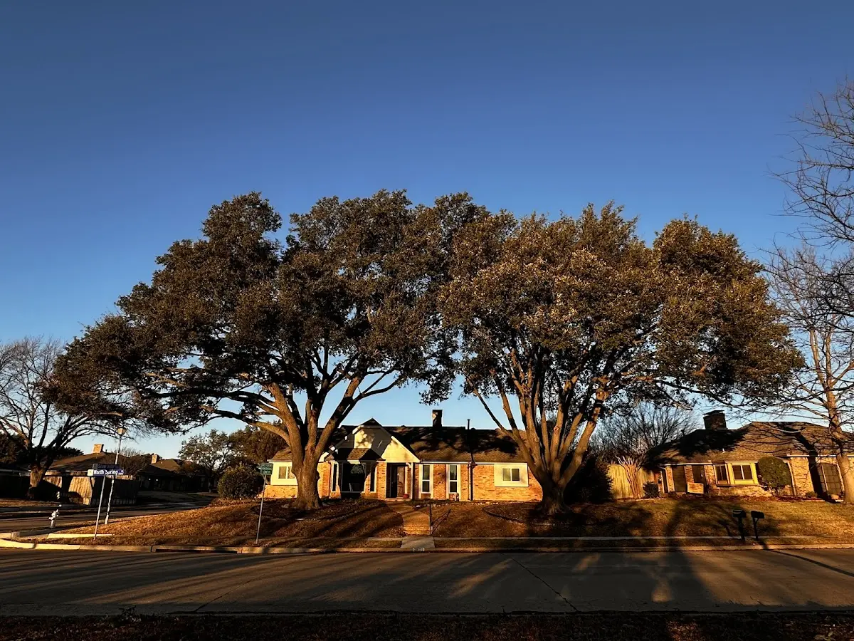 Established residential canopy tree shading a home in Richeyville